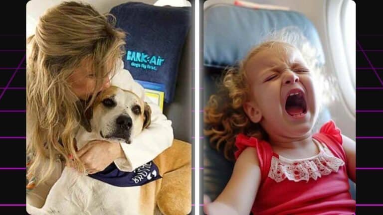 Mascotas vs Engendros La Cruda Realidad de Viajar con Mascotas