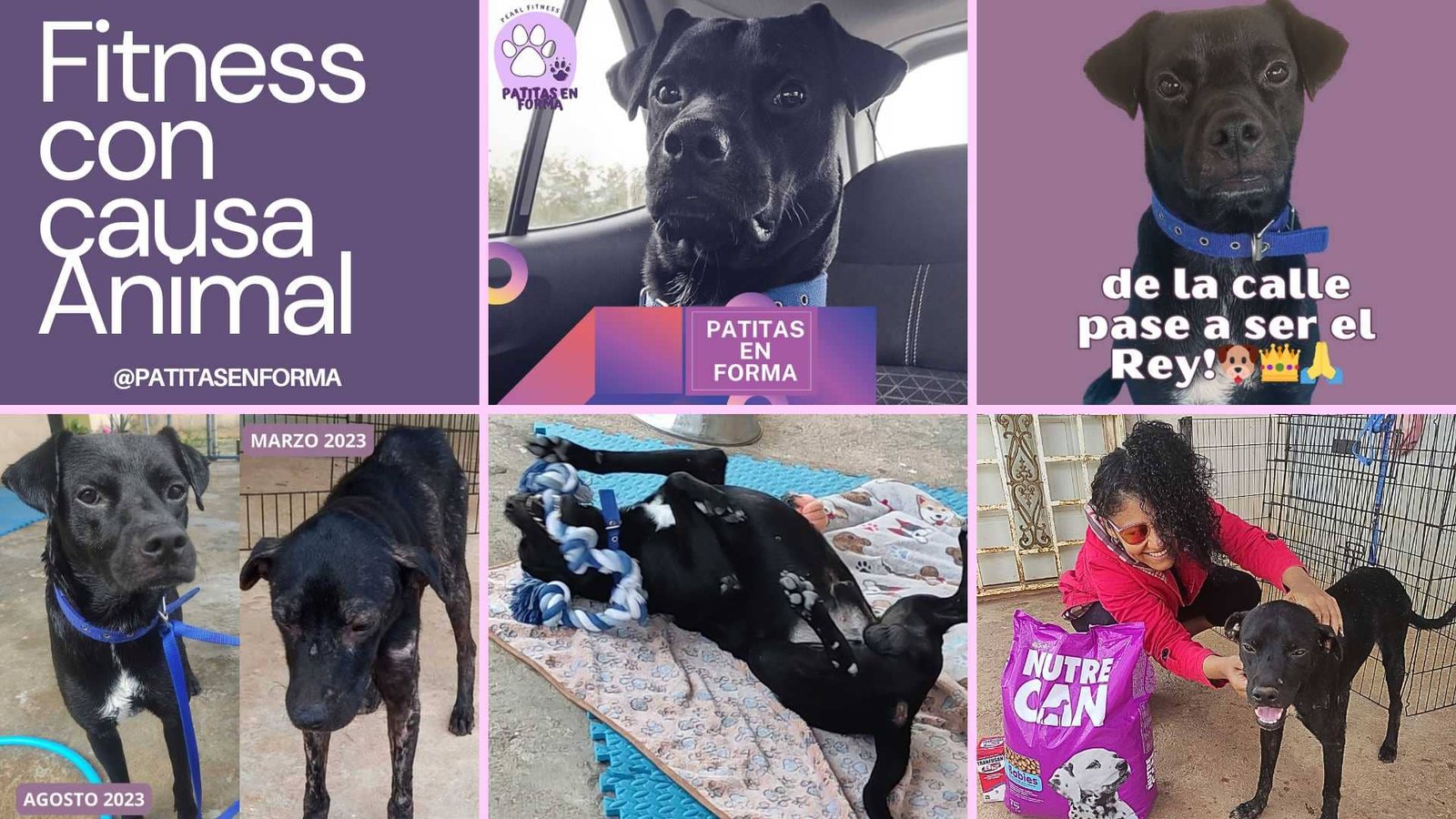 fitness con causa animal patitas en forma