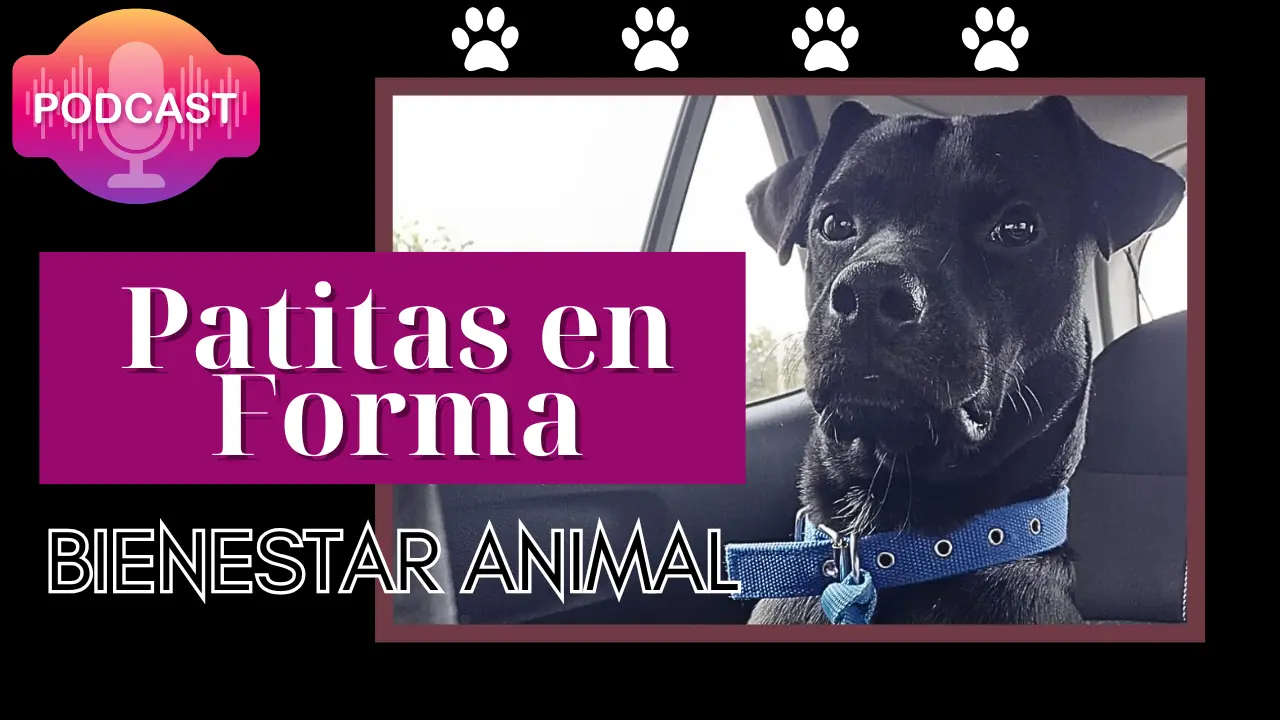 podcast bienestar animal patitas en forma
